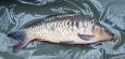 IMG-20211211-WA0086.jpg
